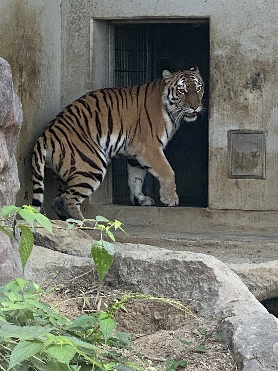lnonojil's tweet photo. 7月29日は  #世界トラの日 
それにちなんで  #タカオ福山市立動物園 
ではトラの日のイベントが開催されてます。
クイズに答えて折り本やステッカーをもらおう。
にしても、  #アビ 君も  #アズミ さんも暑いなかお疲れ様です。

 #WorldTigerDay https://t.co/fadsulLFgq