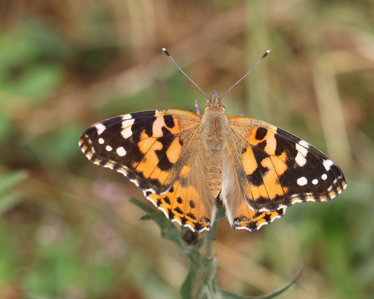 MartynTips's tweet photo. Painted Lady butterfly in excellent condition at Caldene fields Low Moor Bradford @BC_Yorkshire https://t.co/FMY9caKu9g