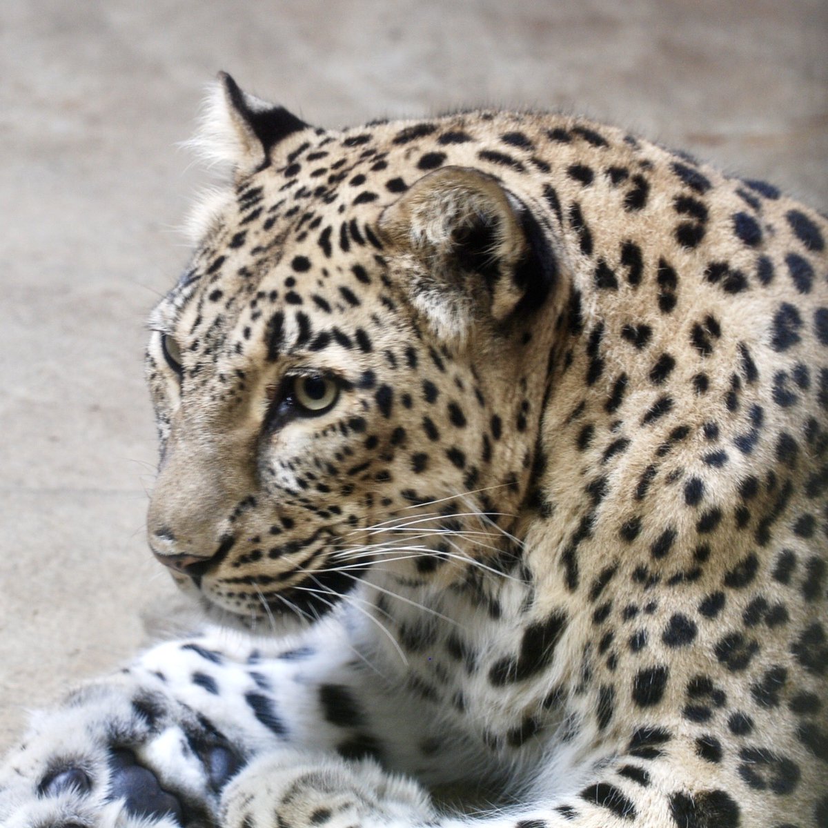 denari0529's tweet photo. ベル|釧路市動物園(2009)
#ペルシャヒョウ
#persianleopard https://t.co/0Gge305Imm