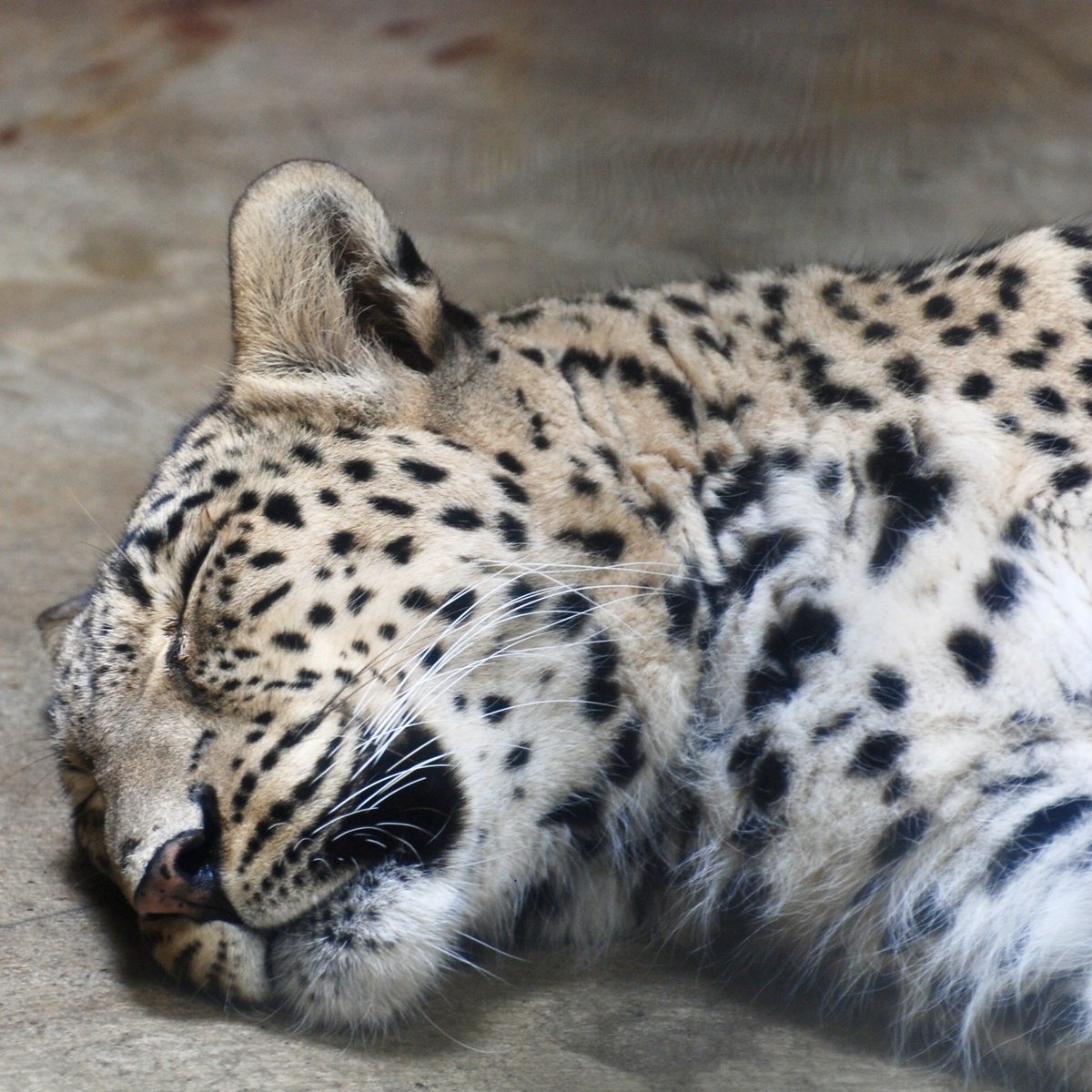 denari0529's tweet photo. ベル|釧路市動物園(2009)
#ペルシャヒョウ
#persianleopard https://t.co/0Gge305Imm
