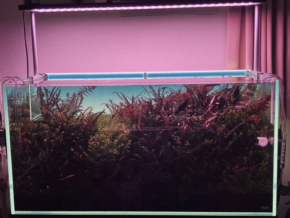 atcm99's tweet photo. 忙しいからって家の水草放置してたら
完全にジャングルやで... https://t.co/Vr4z4FBIlT