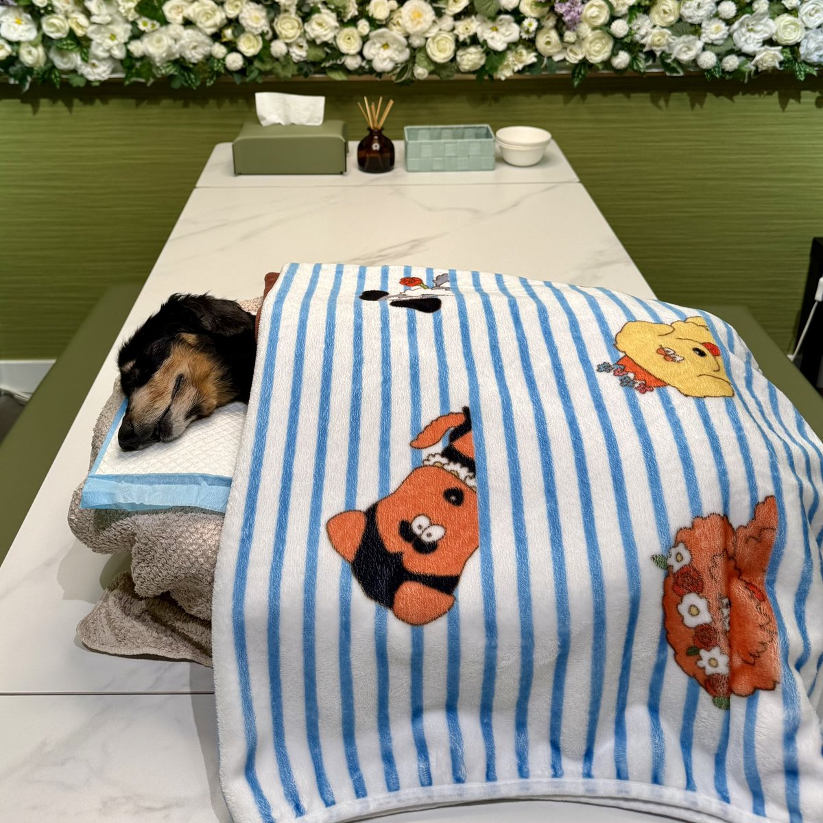 KingKong9888's tweet photo. RIP Debby. You were a good girl. You brought our family so much love and joy over the years. https://t.co/MDXn9lqaFg