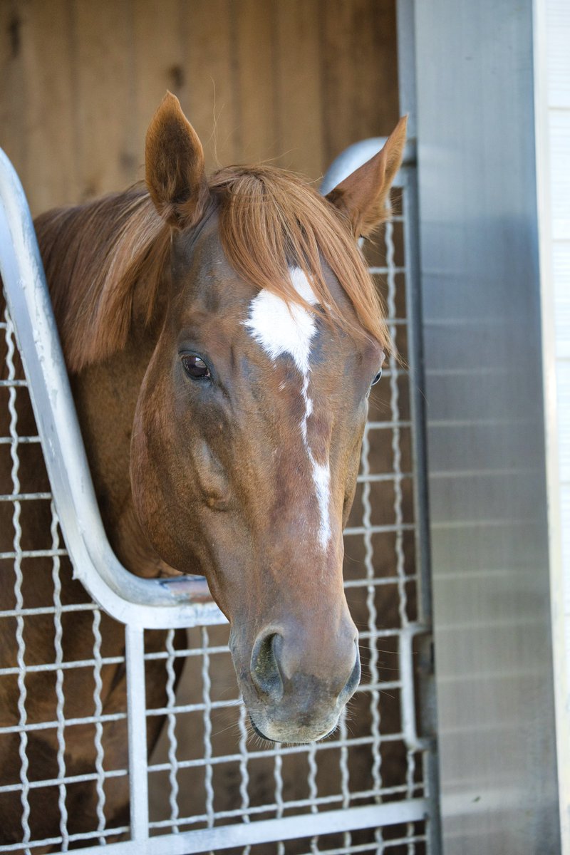 California Chrome! Along with gorgeous chestnut colleagues Mozu