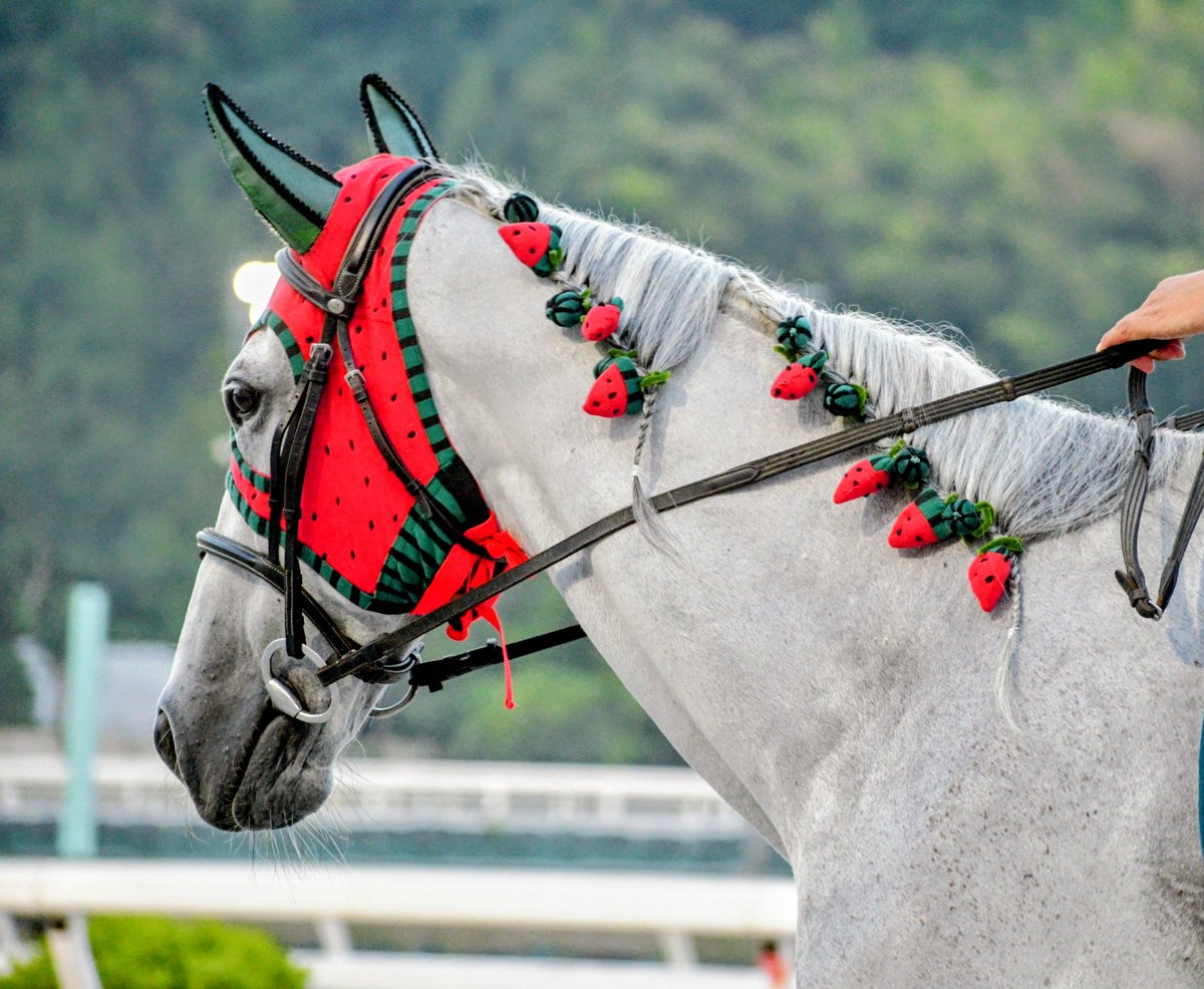 tttt0145's tweet photo. 🍉スイカだ🍉✨

#高知競馬
#ジョーアラビカ
#誘導馬 https://t.co/wIQBpwhwA0