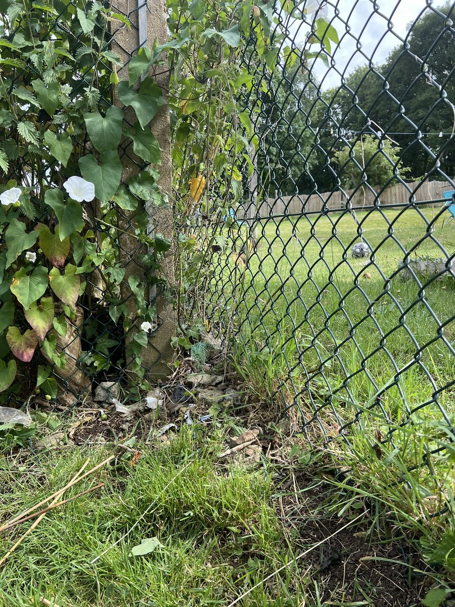 LucilleAllen96's tweet photo. @PinnacleSF please explain to me how you class this as safe? there's sharp wire sticking out, my dog has got stuck, my clothes and hand have been cut on the fence! 'awaiting approval' ... more like me awaiting a tetanus jab!! 😡 https://t.co/h3WRsrxmdP