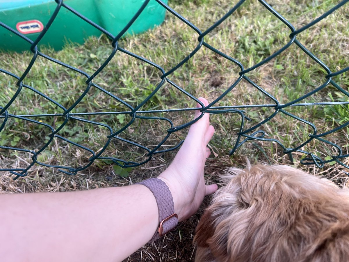 LucilleAllen96's tweet photo. @PinnacleSF please explain to me how you class this as safe? there's sharp wire sticking out, my dog has got stuck, my clothes and hand have been cut on the fence! 'awaiting approval' ... more like me awaiting a tetanus jab!! 😡 https://t.co/h3WRsrxmdP