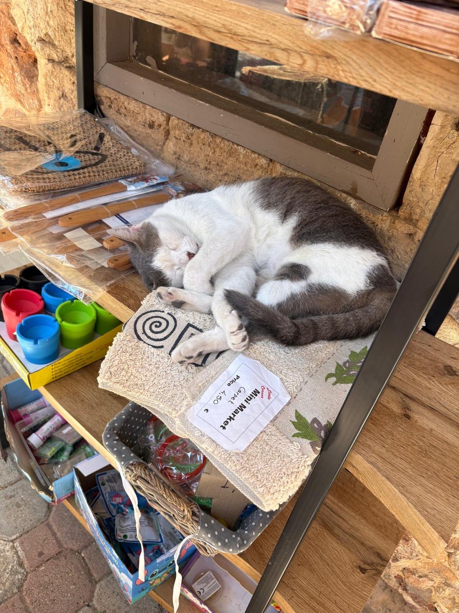 MatthewCogan's tweet photo. @CatWorkers It's too hot for this shopkeeper in Crete. https://t.co/jlJKwZmWMM