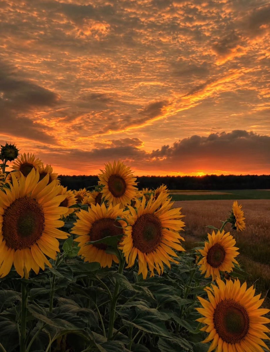 sunflowerchives's tweet photo. Heaven’s garden https://t.co/dzIPMOme9A