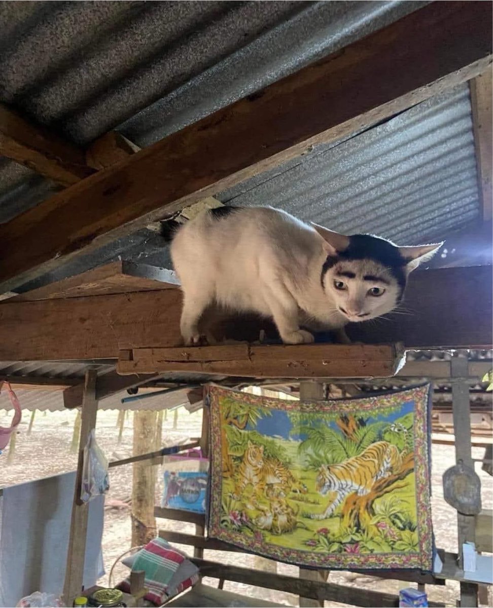 OGNongCat's tweet photo. Google the Nong Cat and stop jeeting, this will skyrocket anytime CT realizes this is at $TripleT level of viral 

FRnE254fgp1n6oL9kGXhas8WH1aNor9M3pjofM4Qpump https://t.co/T8uLSgKRAs