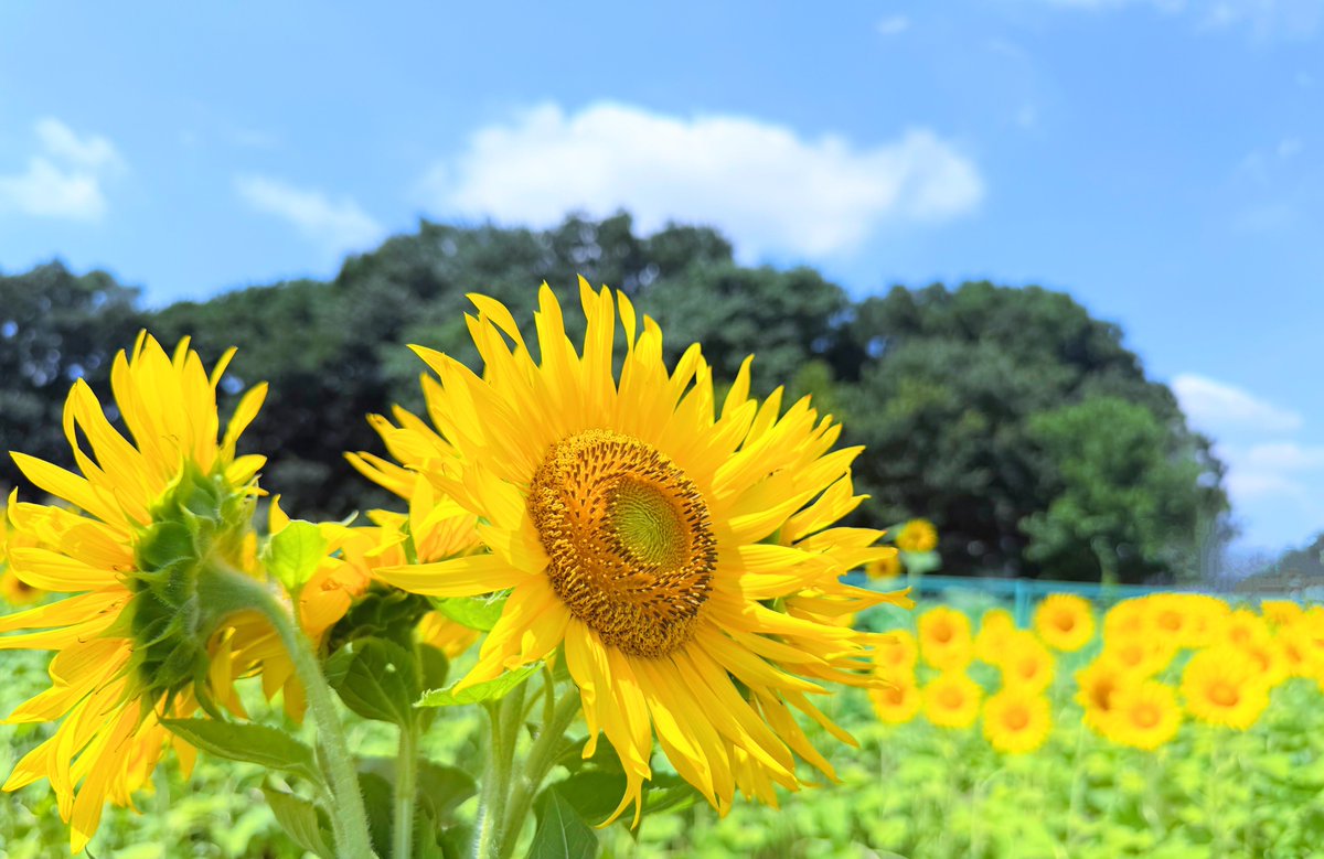 2026/7/26 今日はインスタ友達と 向日葵を見に行ってきた 青空の下で