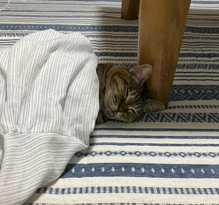noribmx's tweet photo. スヤスヤ💤

人みたい😏

かわいい✨

＃猫のいる生活　＃猫好き
#猫好きさんと繋がりたい
#猫のいる幸せ https://t.co/HJG4rLj1fV