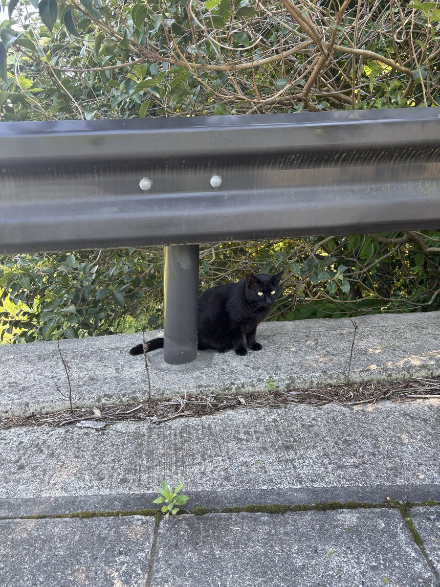 enjoy___15's tweet photo. 自由気ままに生きてたい
#猫 #田舎 #何もしたくない https://t.co/W2lt61h2Zr