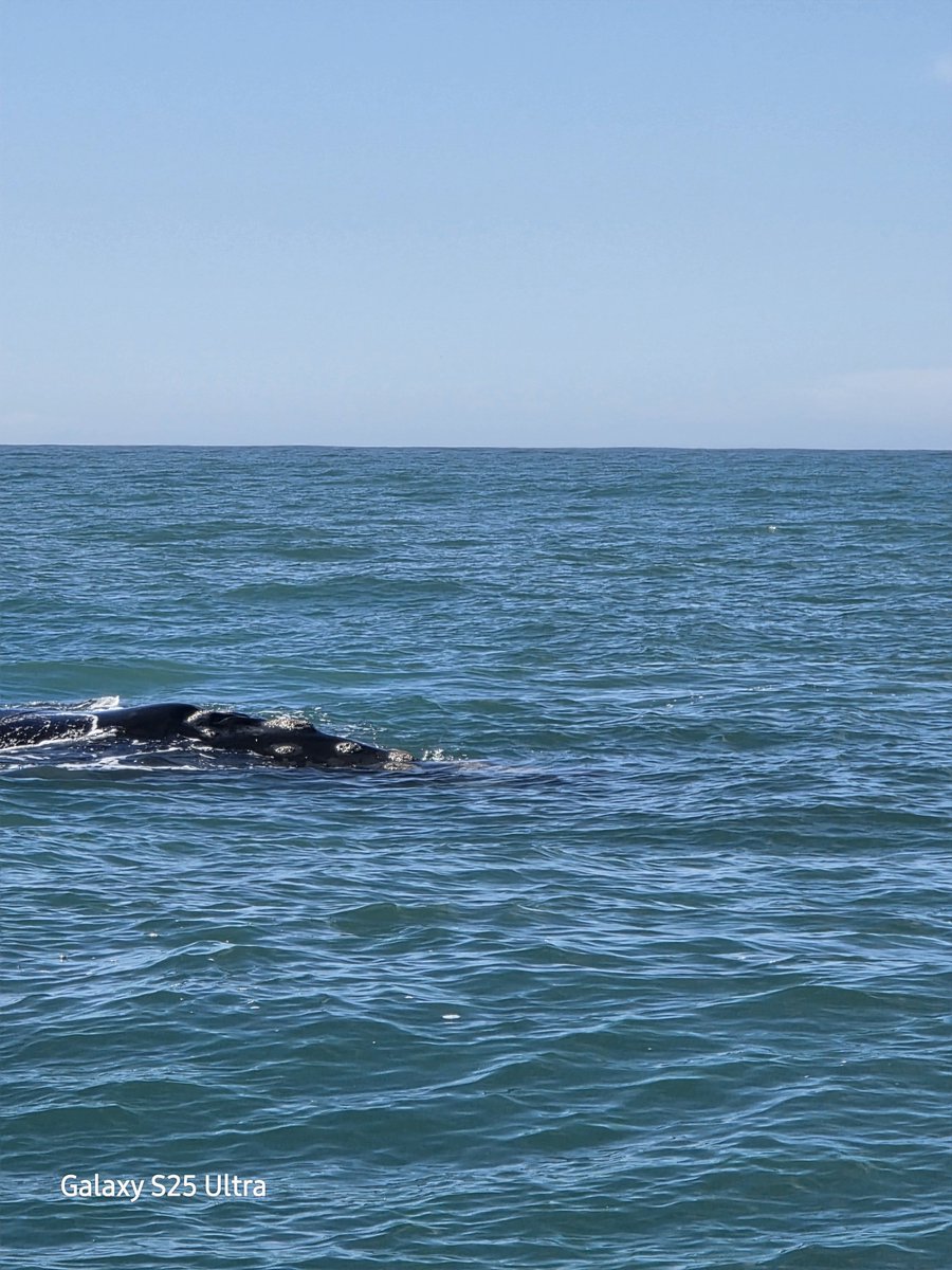 cornedupreez1's tweet photo. Whale watching🥰 https://t.co/EJKt0tOsnv