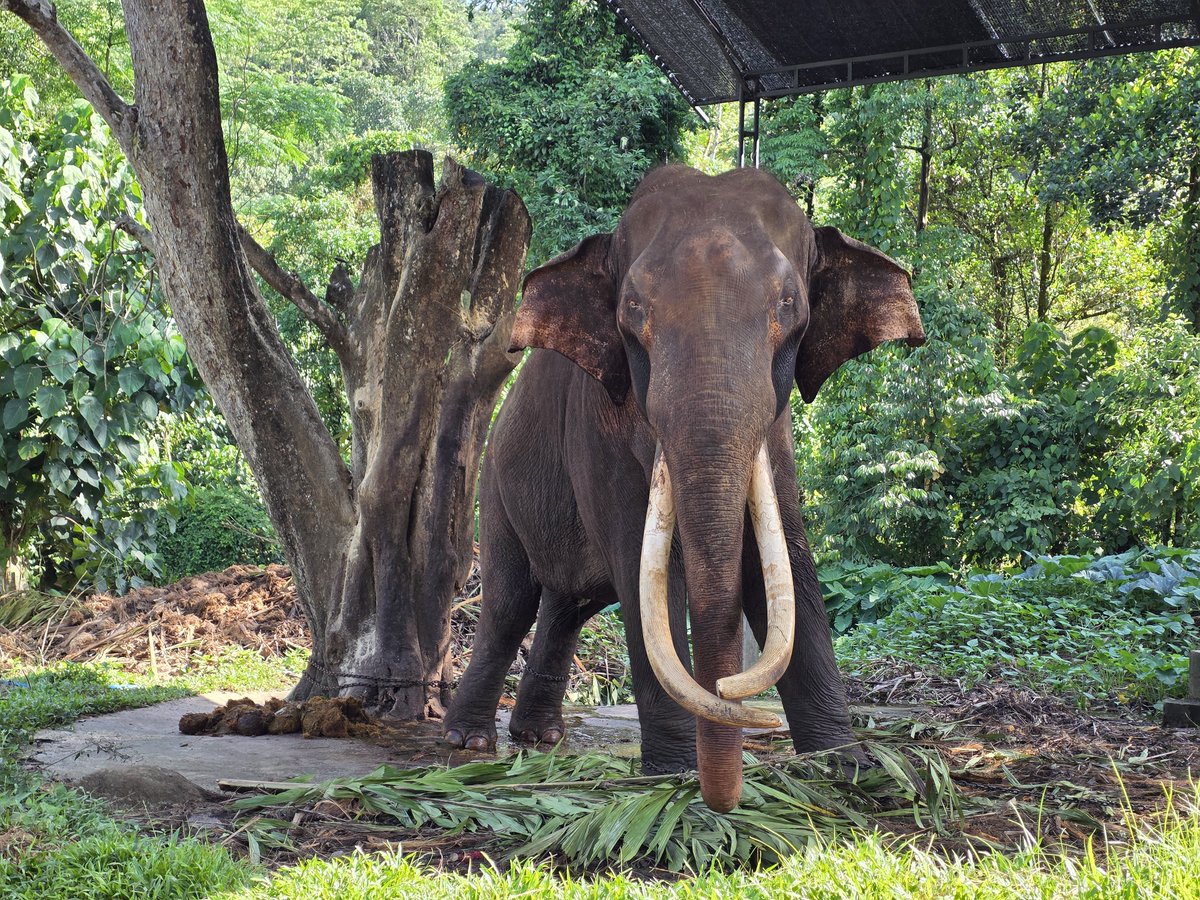 siranudhscott's tweet photo. ทรายกลับมาจาก Sri Lanka เพื่อไปตามหาช้างไทยสองเชือกของเรา และได้เจอ พลายศรีณรงค์ ซึ่งตอนเจออยู่ในสภาพโทรม ถูกล้ามโซ่ทั้งขาหน้าและหลัง- ในบ้านชาวบ้านที่ต่างจังหวัด

พลายศรีณรงค์ ประเทศไทยนี้เราได้ส่งมาเป็นทูต peace ตั้งตอนอายุ 7 ขวบ (แยกจากแม่).. (ปี 2544) เขาอยู่เป็นทาสมา 25 ปี https://t.co/s7W9iVrThW