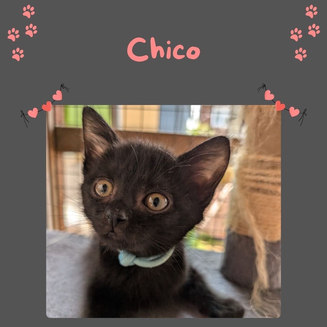 Clentviewrescue's tweet photo. Just some of the cats ready for some meet and greets, so you know the drill, get to the website, fill in the form, arrange a visit and fall in love 😘 #adoptdontshop https://t.co/lfOXemYW8X