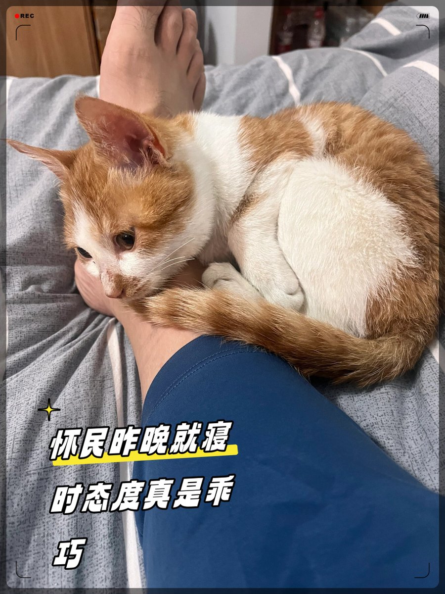 ChanellAvi0au9's tweet photo. 下班回家扑进毛孩怀里，一天的疲惫都被呼噜声揉碎啦， https://t.co/xtyoKiHicA