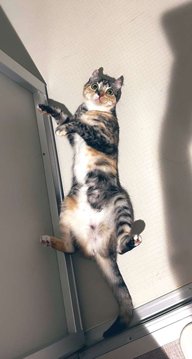 kapk0225's tweet photo. 猫が吐いちゃったから雑巾代わりにできるタオルないかと洗面所漁ってたらついてきてこれ　お前のゲロ掃除やねん https://t.co/U3x5CHj4if