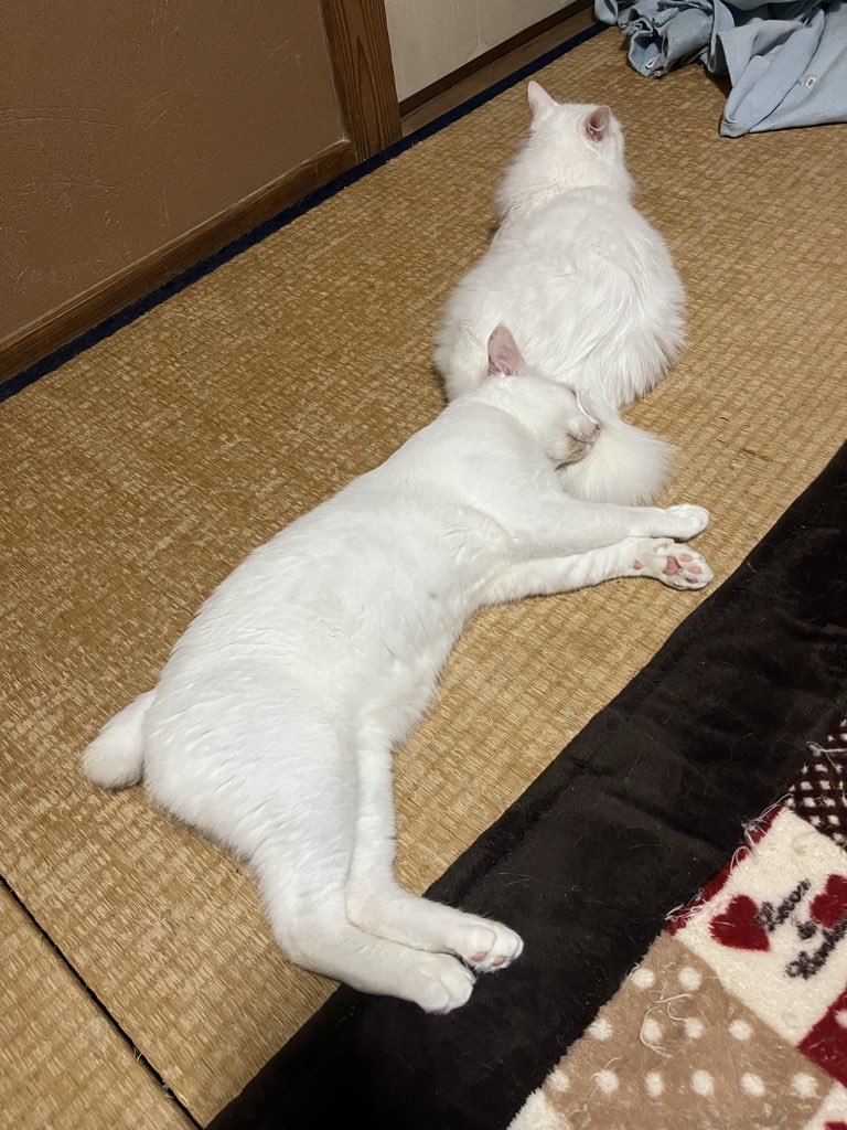 hiro_ibo's tweet photo. 嫁を枕にする夫🤣 https://t.co/xiqjHEf0aV