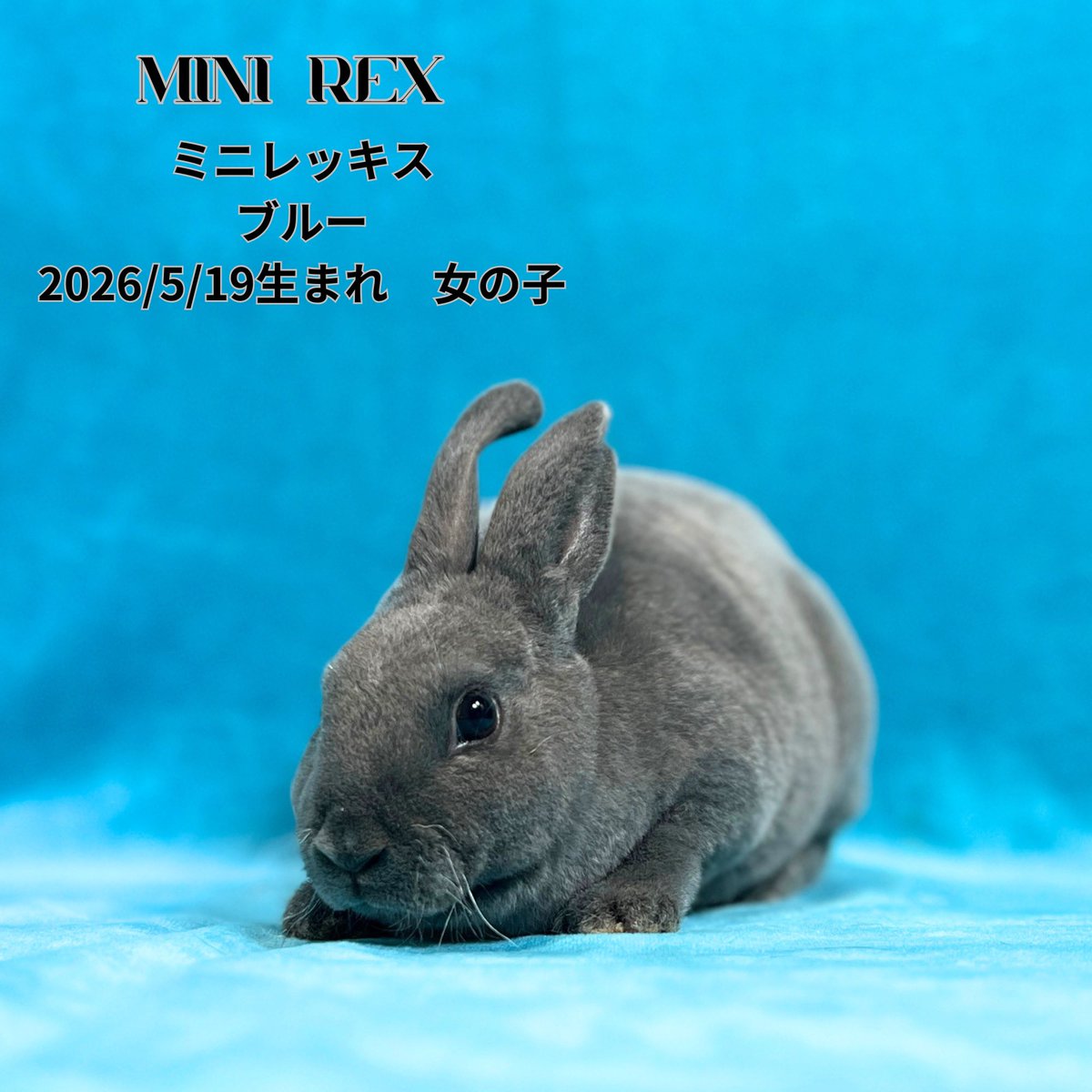 monlapin_rabbit's tweet photo. 『夏休みセール』好評開催中‼️
ご家族皆様でお越しになって下さい⛱️

当店のホームページもご覧ください。
https://t.co/xnEodU2g1L

#モンラパン#うさぎ専門店 https://t.co/nGbfjgu9la