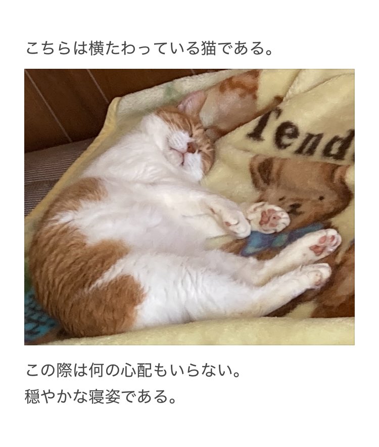 yalalalalalala's tweet photo. 【猫の顔に注意が必要な事】 https://t.co/i5ndQWNM0r