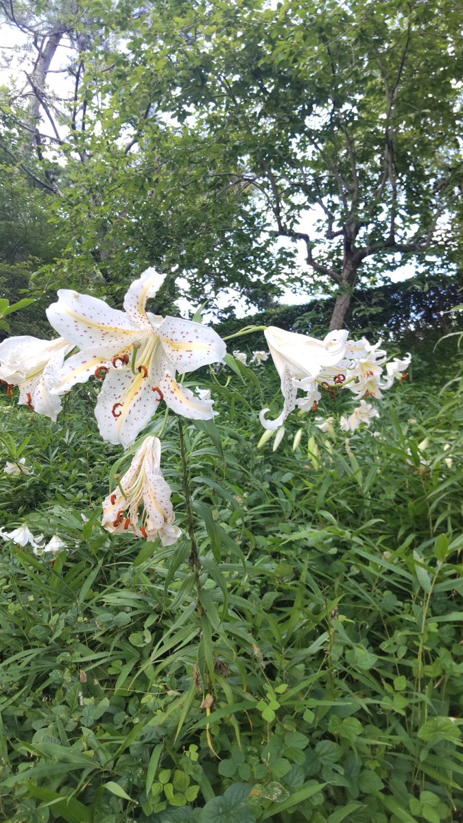 naramachisala's tweet photo. 大和文華館「花を愛でる　古きを尊ぶ」を見てきました。京都大学人物科学研究所　呉孟晋さんの講座の日。本館周りは植物が多くて、涼しかった！ https://t.co/yPQ14xukOG