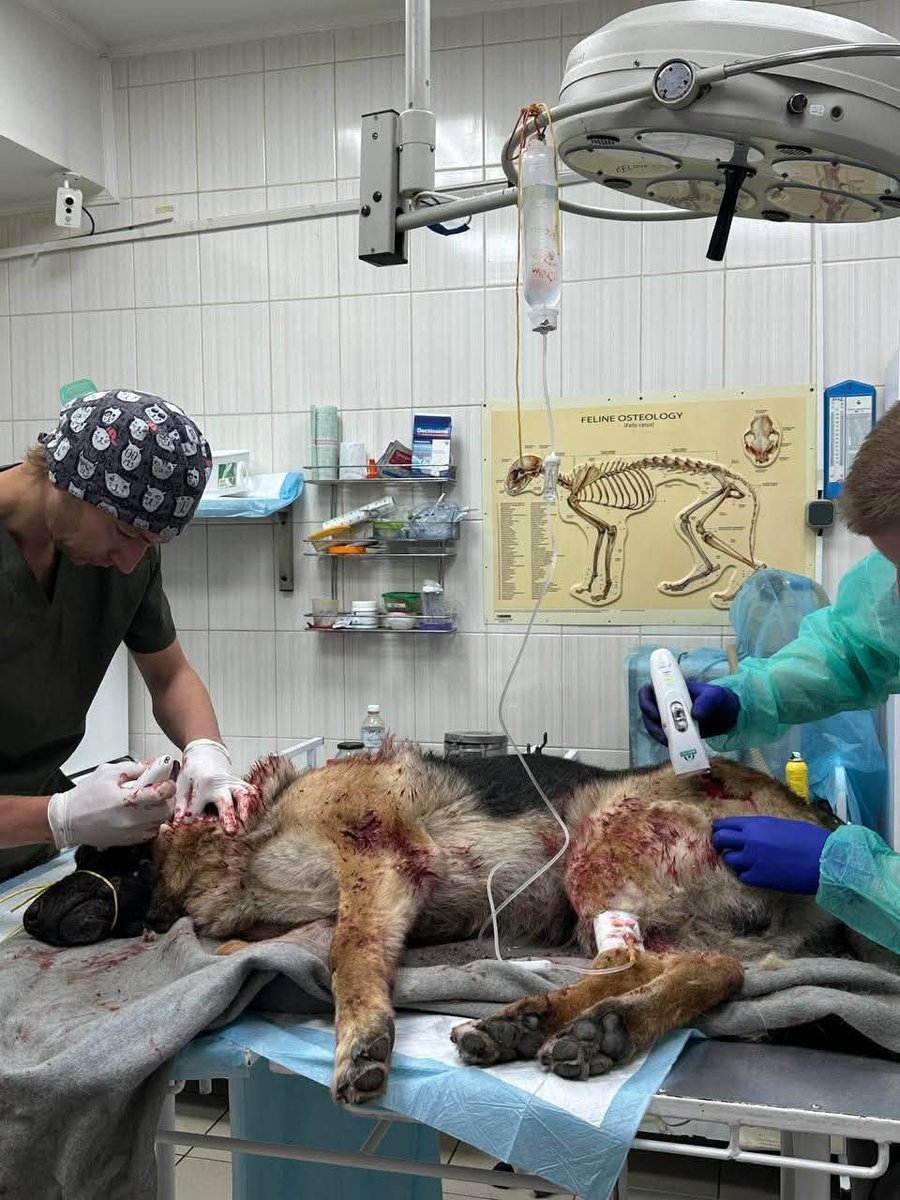 frontlinekit's tweet photo. Fucking russians bombing dogs 🤬

They are quite literally the worst people in the entire world. https://t.co/o7UvXhXcbt