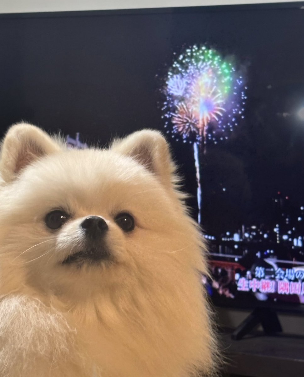 omaparidog's tweet photo. 全然花火みてくれない https://t.co/YKnjGektY9