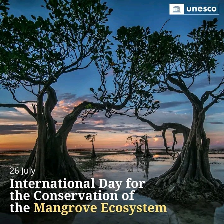 NgelekaGautier's tweet photo. ๐ฟ Mangroves are lifelines #ForThePeople and the planet.
These unique ecosystems:
๐Help protect coastal communities from storms, erosion and rising seas.
๐Support biodiversity, food security and local livelihoods.
๐Store vast amounts of carbon and help address climate change https://t.co/Ly6Bj5WrvH