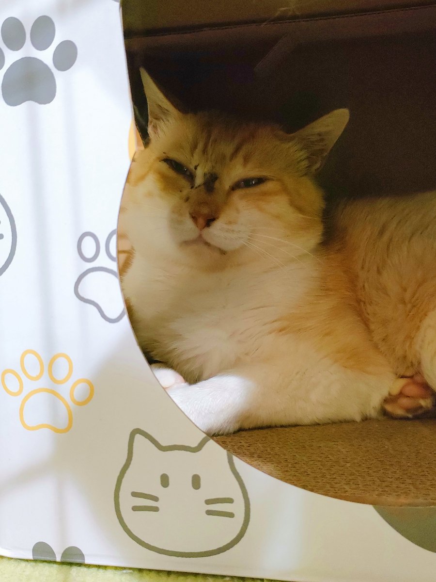 QuroHaro's tweet photo. 猫がずっと鳴いてる
多分お外に帰りたいんだろう

猫だって今まで一緒に居た仲間がいるだろうし…安全な環境と引き換えに自由は奪われてるからどちらが幸せなのかはわからない。

🐈️「ニャ〜」
👩「おばさんは猫語はわからないからニャ〜って言っても無駄だよ」

…そう言って誤魔化してる😂 https://t.co/ncG9rT46Ji