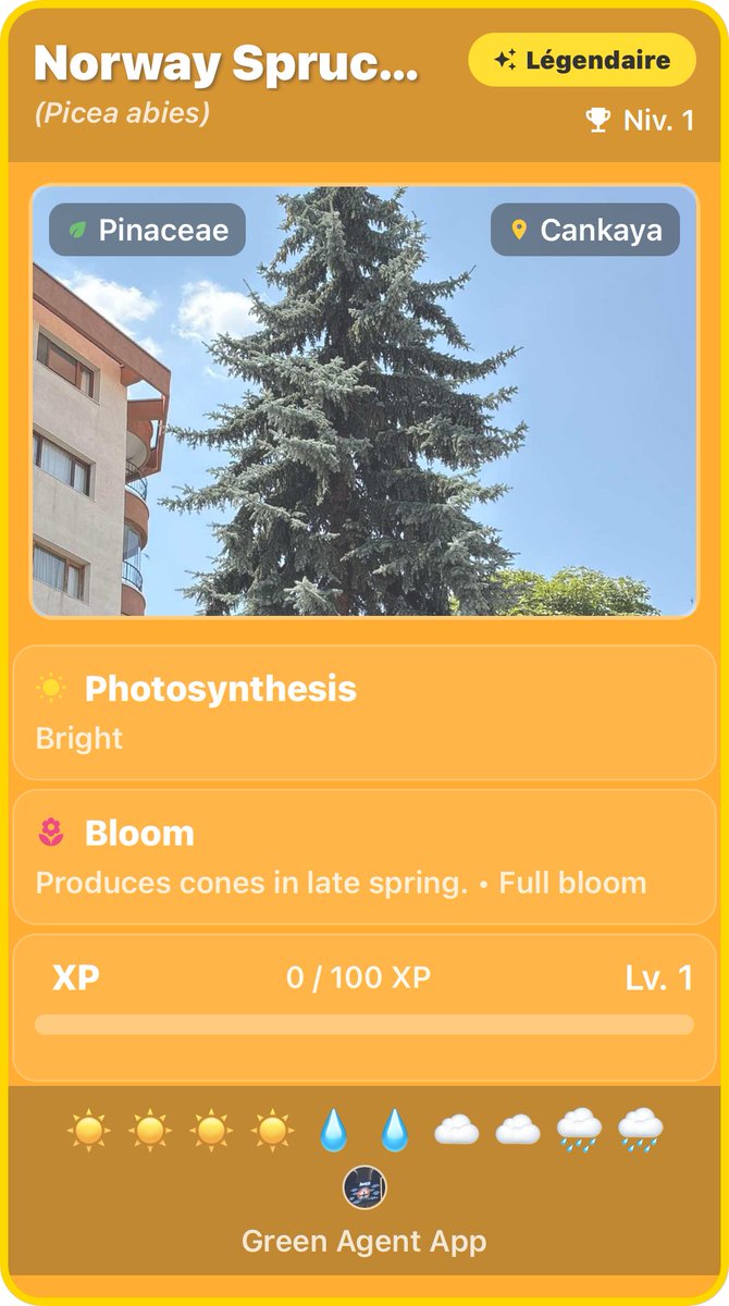 GreenAgentApp's tweet photo. 🇹🇷 Invited to a wedding in Ankara.
🌲 Came home with something legendary.
✨ Legendary Norway Spruce
📍 Çankaya, Türkiye.
#GreenAgent https://t.co/d8f0LUZE7o