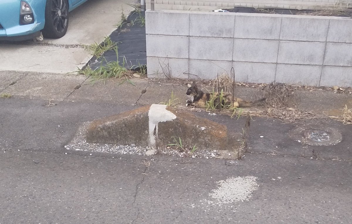 ta05191210mt's tweet photo. 今日もニャンコと出会った‼️
可愛いなぁ♥️🥰 https://t.co/f9mRSaar41