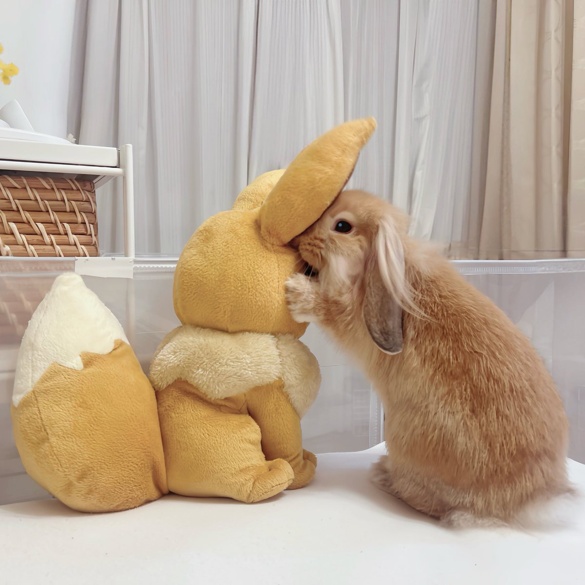 hana0x0rabbit's tweet photo. ブイちゃんあのね https://t.co/HbrZXltBRi