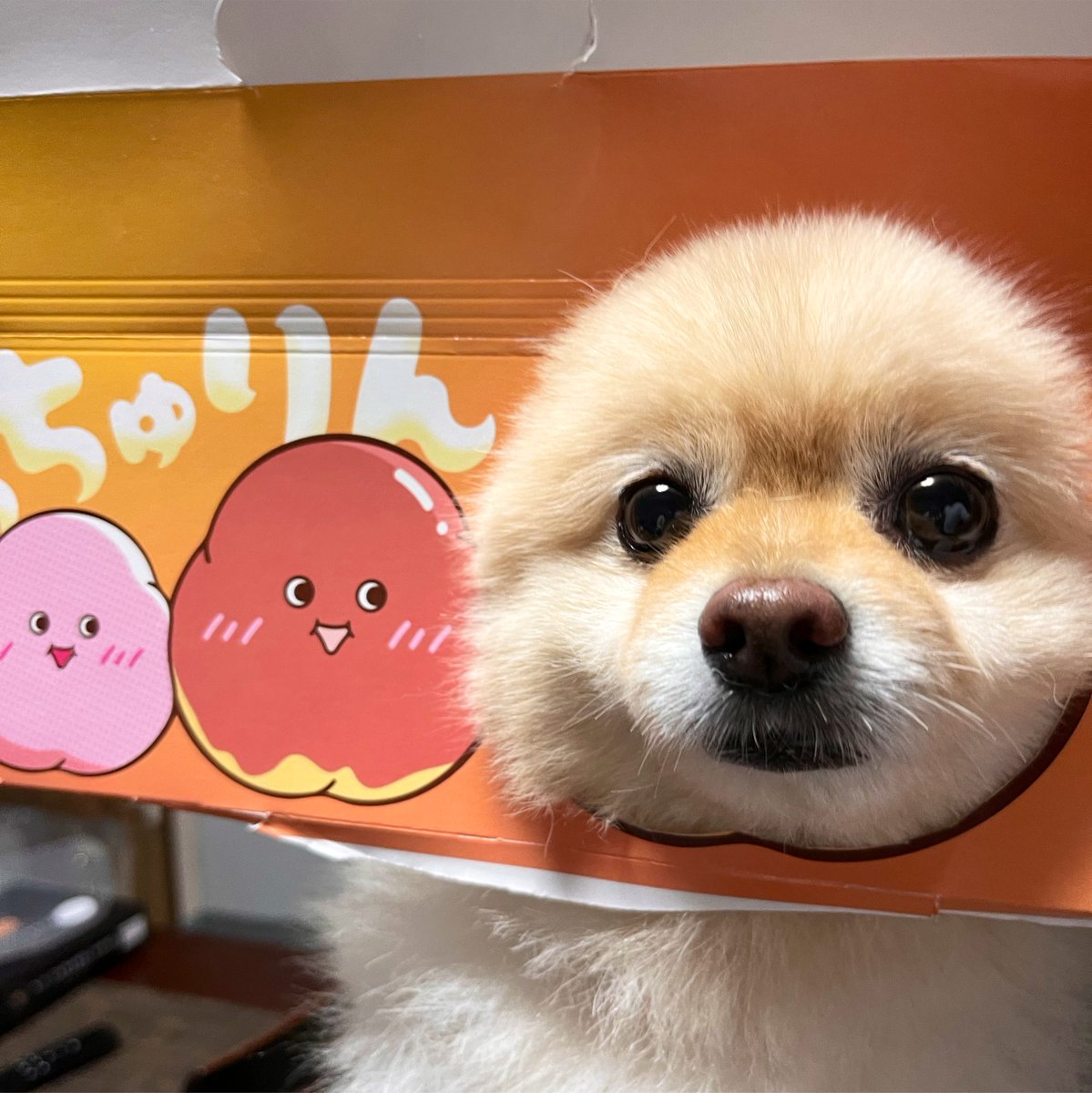 fuuta_dayo's tweet photo. 新種のもっちゅりん、おすわりもできるし鼻もついてます。

 #ポメラニアン  #犬のいる暮らし https://t.co/3sTHr8zApe