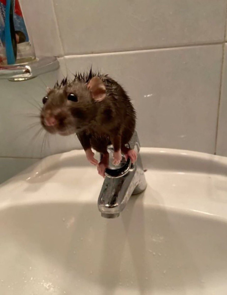 ichewthings's tweet photo. wretched wet beast https://t.co/8j3jA5lA0X