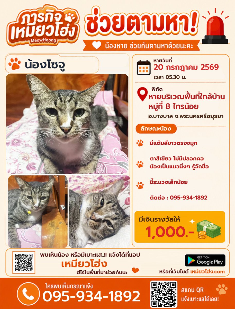 MeowHoongTH's tweet photo. ข้อมูลน้องโซจู: เป็นแมวนิ่งๆ รู้จักชื่อ ไม่มีปลอกคอ ตาสีเขียว จุดสังเกตชัดเจนคือมีแต้มขาวที่จมูก หายไปเมื่อวันที่ 20 กรกฎาคม 

ติดต่อ: 095-934-1892

👉 โหลดแอปฯ ได้ที่นี่: https://t.co/V4LnYPddLU

#เหมียวโฮ่ง #แมวหาย #อยุธยา #บางบาล #ไทรน้อย #ตามหาสัตว์เลี้ยง #ช่วยน้องกลับบ้าน https://t.co/z0PPyv0ubl