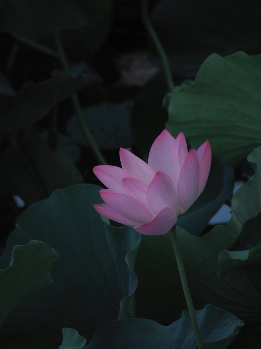 VERISUKE0805's tweet photo. Charmed by the lotus https://t.co/ri3nQMfFBD