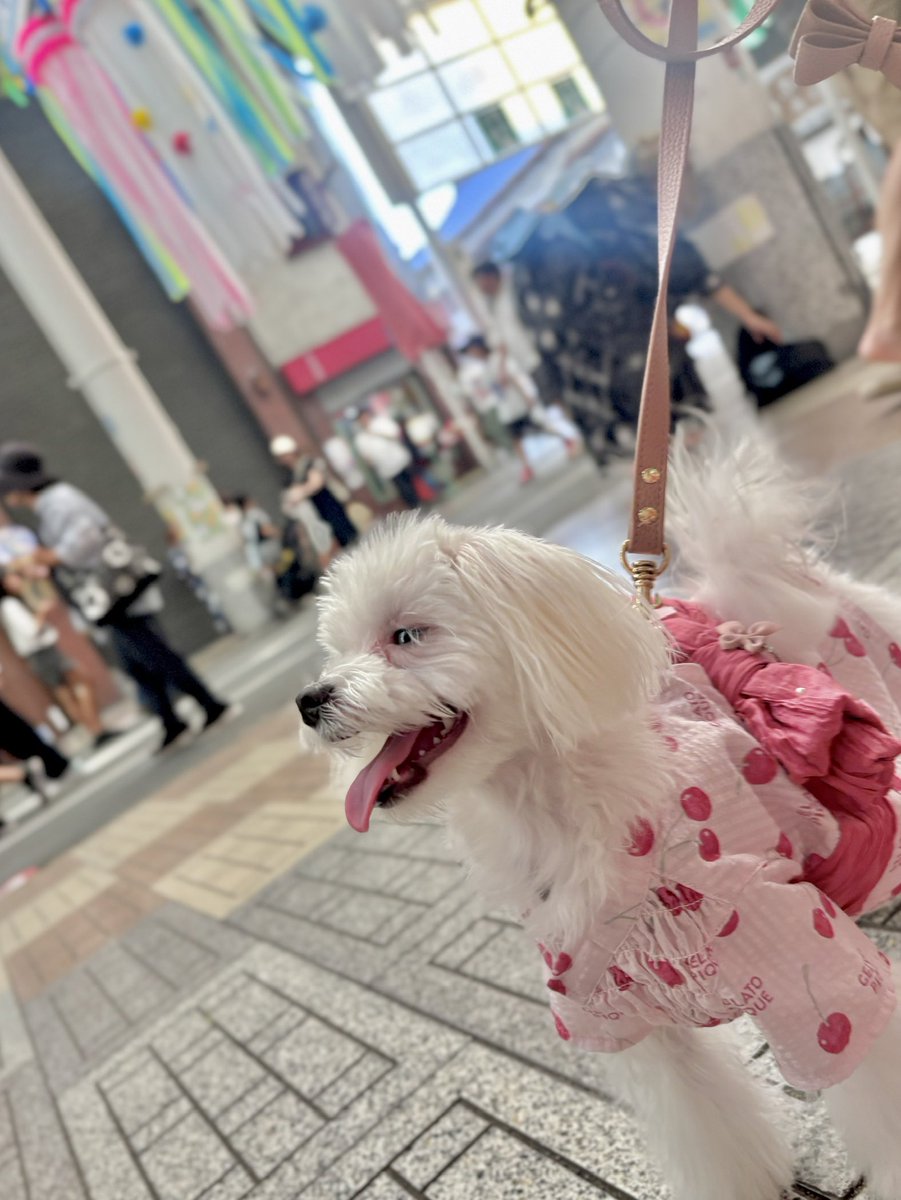 koykoy_koyuki's tweet photo. お祭り行ったよ～👘 🎋 https://t.co/rUT0hTZh4t