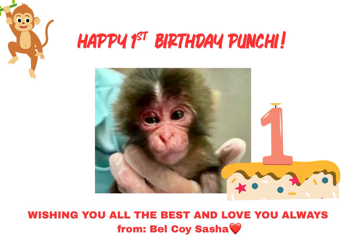ElizzR's tweet photo. @ichikawa_zoo Happy Birthday Punchi! Wishing you getting stronger everyday as you grow up. You are so loved❤️🎂🎉🎈 https://t.co/4NZsKe1hLA