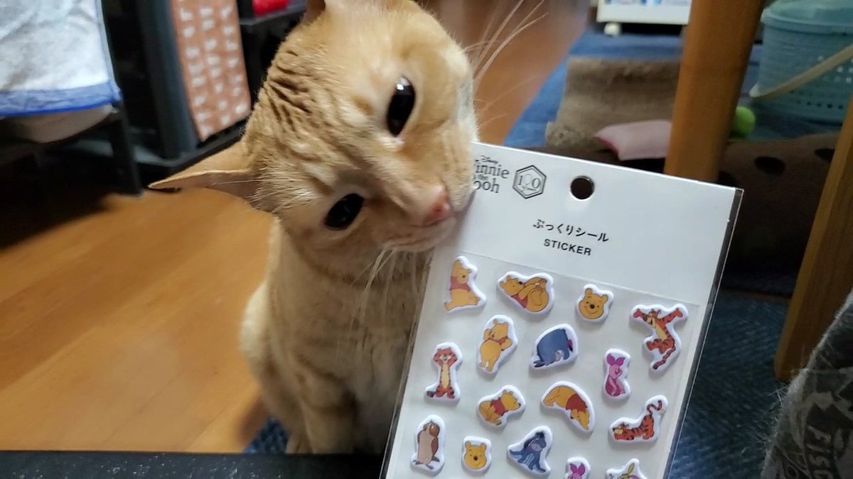 Kijinyan441's tweet photo. 7/26 シルパト😺 https://t.co/AIbnMcdt1O
