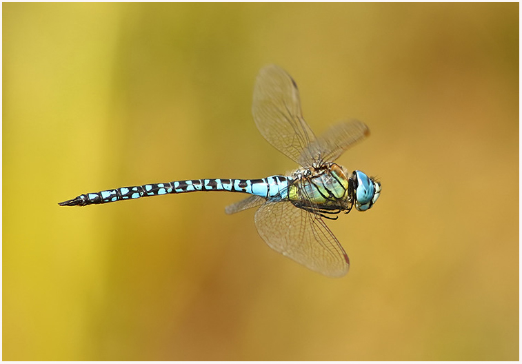 MarcHeathym007's tweet photo. Male Southern Migrant Hawker from Nethergong yesterday. More @ https://t.co/bnXehMI97W. @BDSdragonflies @smallshire @BBCSpringwatch #TeamDragonfly #KentDragonflies https://t.co/U2GrYTv05a