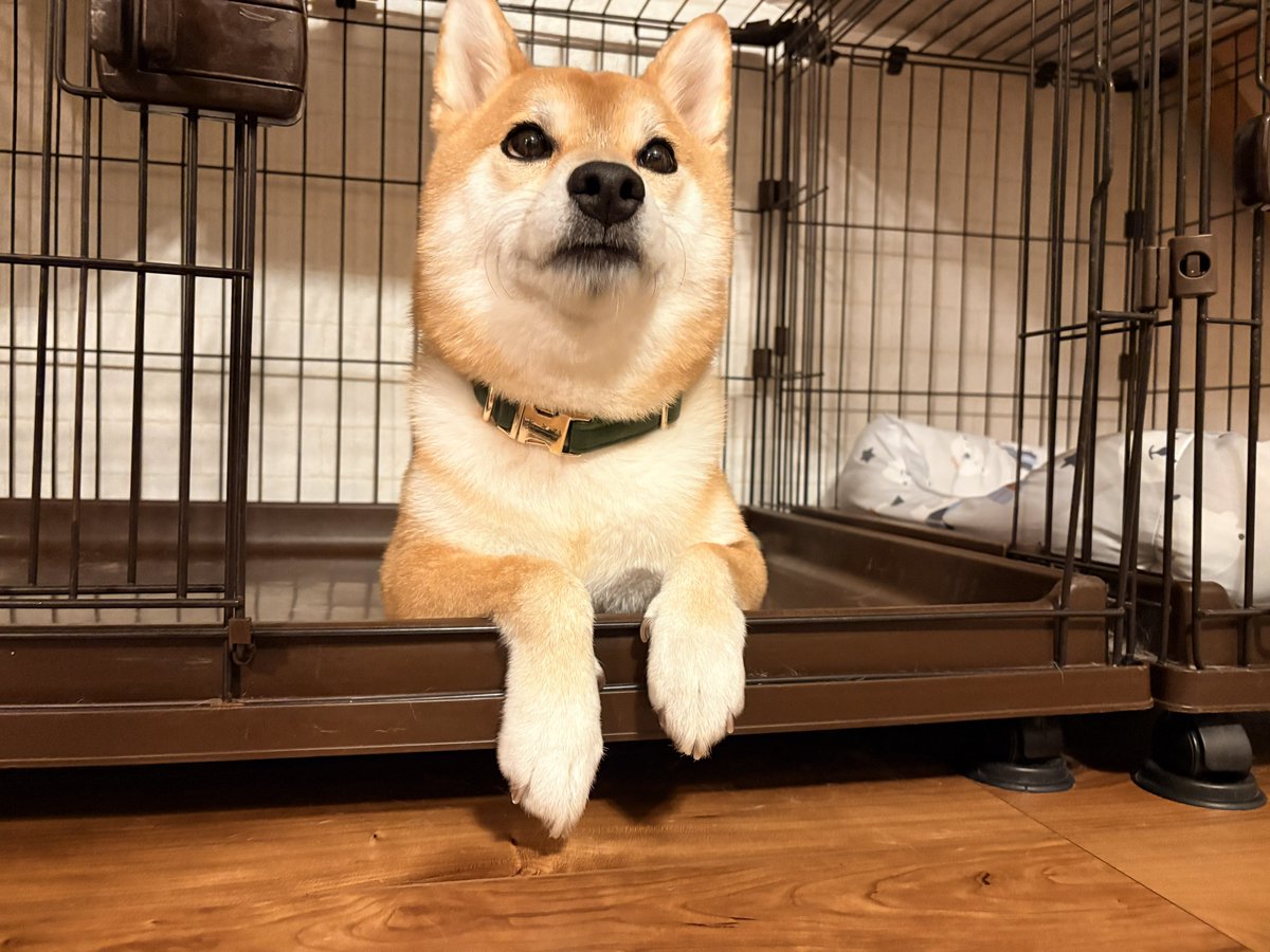 128Asahi's tweet photo. ハウスはするけど閉めさせてくれない

#柴犬 #しばいぬ #犬のいる暮らし #柴犬のいる暮らし #柴犬ライフ #shibainu https://t.co/jbAx9WxfSY