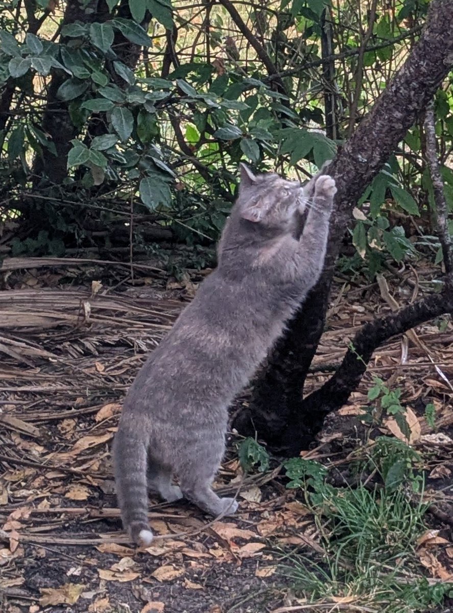 ay_durna's tweet photo. J'espère que vous le retrouverez. Je vous souhaite beaucoup de force et de courage. 🤞
C'est malheureusement aussi mon cas. Je n'ai pas pu récupérer mon chat Shila, car je n'étais pas à Cestas au moment de l'évacuation. Elle est donc restée à #Cestas, et j'essaierai
#FeuxDeForêt https://t.co/oHpjjNIgIu
