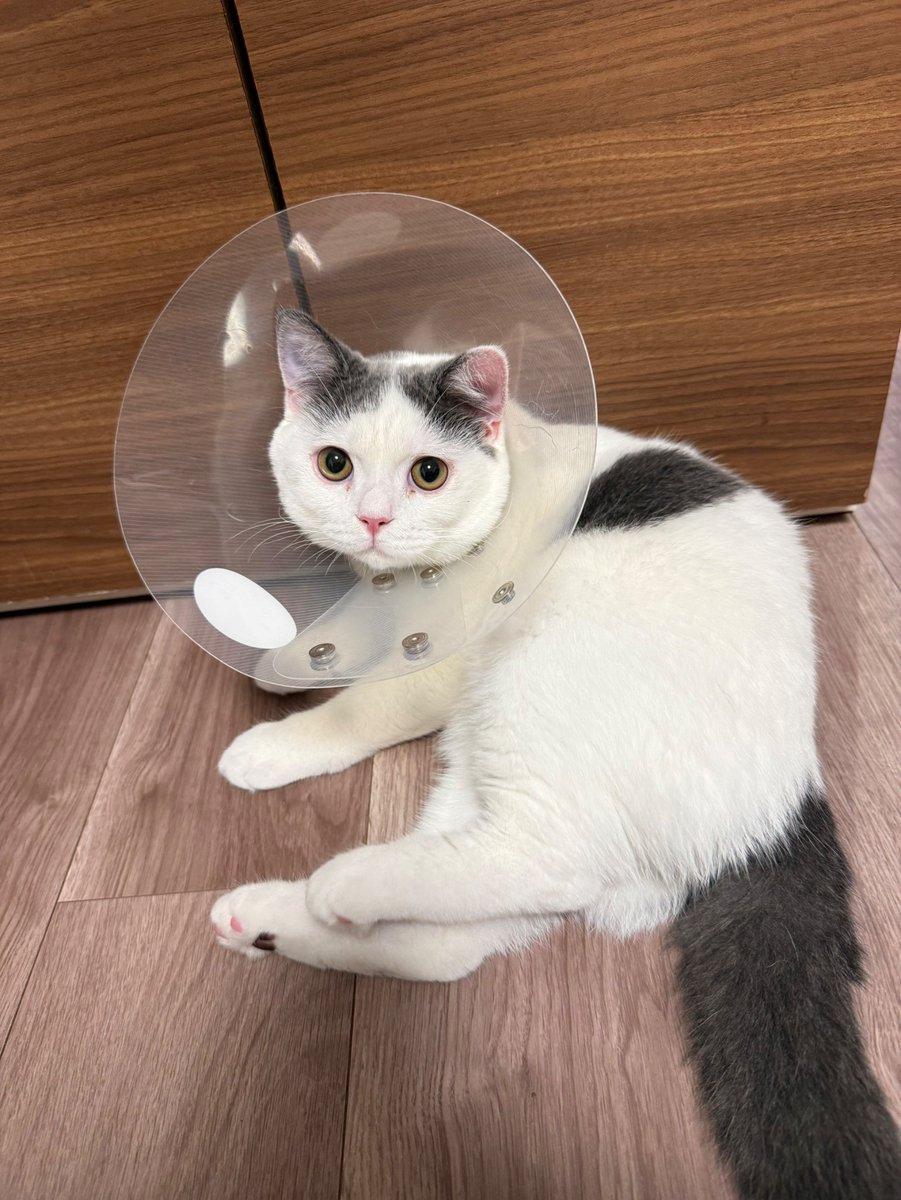 ldToTbl's tweet photo. そろそろ取れると思ってたけど猫がエリザベスカラーを使って去勢手術の傷を掻いて出血。。医者に行ったらもっと大きなのに変えられて延長になっちゃった。今度のは可愛くない。 https://t.co/sL36aI21Lg