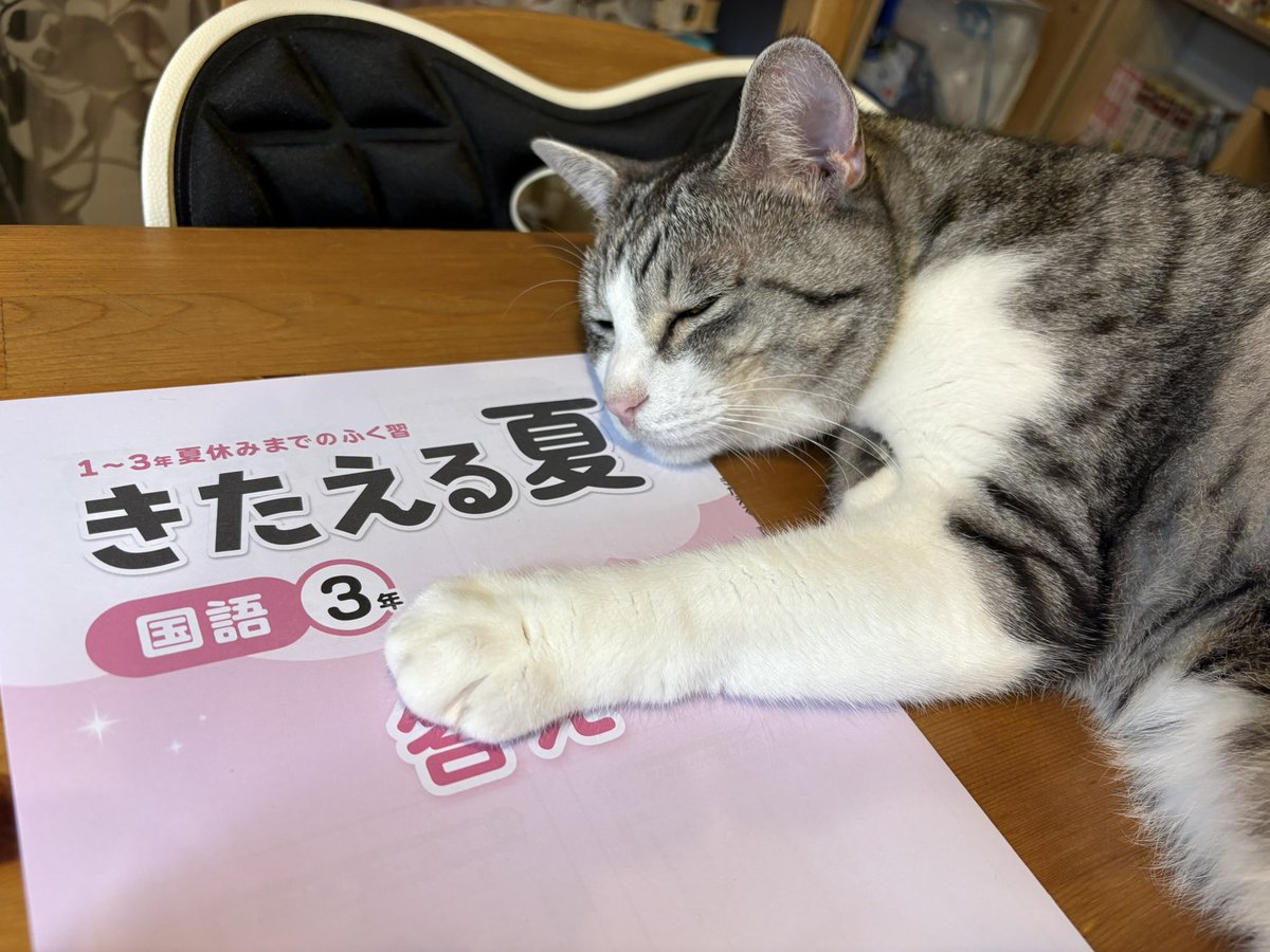 こいもちゃん🐈 tweet media