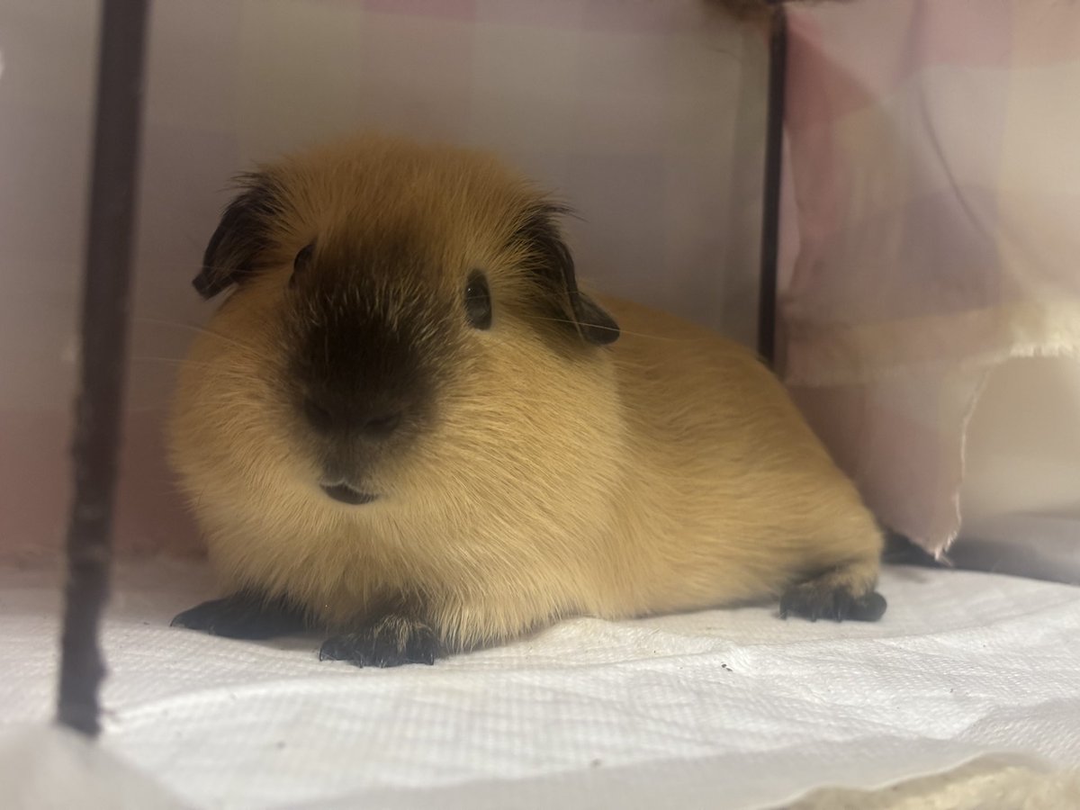 amoten_omoten's tweet photo. スフィンクス

#モルモット #guineapig #기니피그 https://t.co/nCRijP28pX