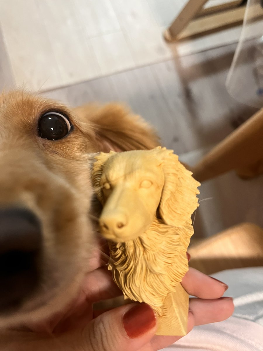gonnekosuki's tweet photo. グイグイくるから全然一緒に撮れないw🐶

くろさわつさんのダックス！かわい！ https://t.co/gAQSLaptQo