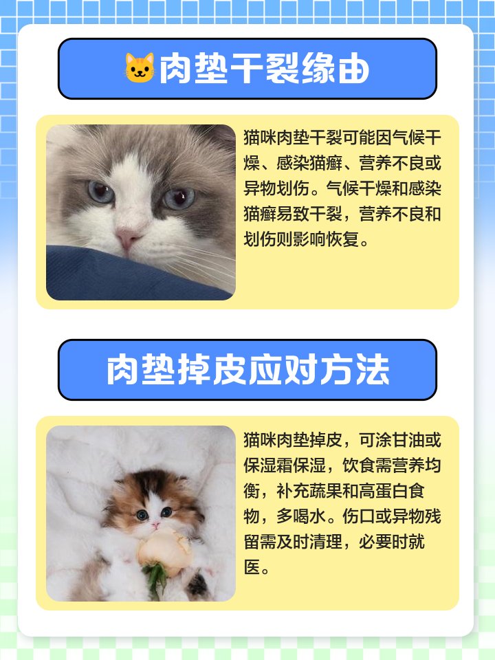 twinklestar0907's tweet photo. My fluffy kitten Mochi hit 6 months old today! Her tiny paw prints are now almost as big as my thumb – growing up so fast https://t.co/ipWMmh8gUP