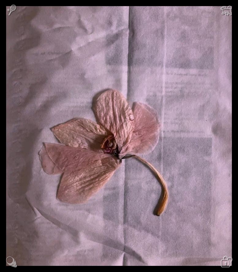 P_Phee14's tweet photo. 🍑Cherish life and all creatures that surround you.529980I ready my fishing rod, guiding the line through the eyelets, fastening a knot, baiting the hook with squid, and I make the cast, observing the line vanish into the water as it grows tight. I recline, waiting, soaking in t https://t.co/gjmIsHr7kp