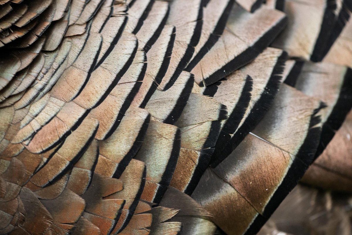 wvdnr's tweet photo. Be a safe and conscientious steward of our state’s natural resources by downloading the 2026-2027 Hunting and Trapping Regulations Summary at https://t.co/RlwTiswa6m. https://t.co/I1zCyVqZjT