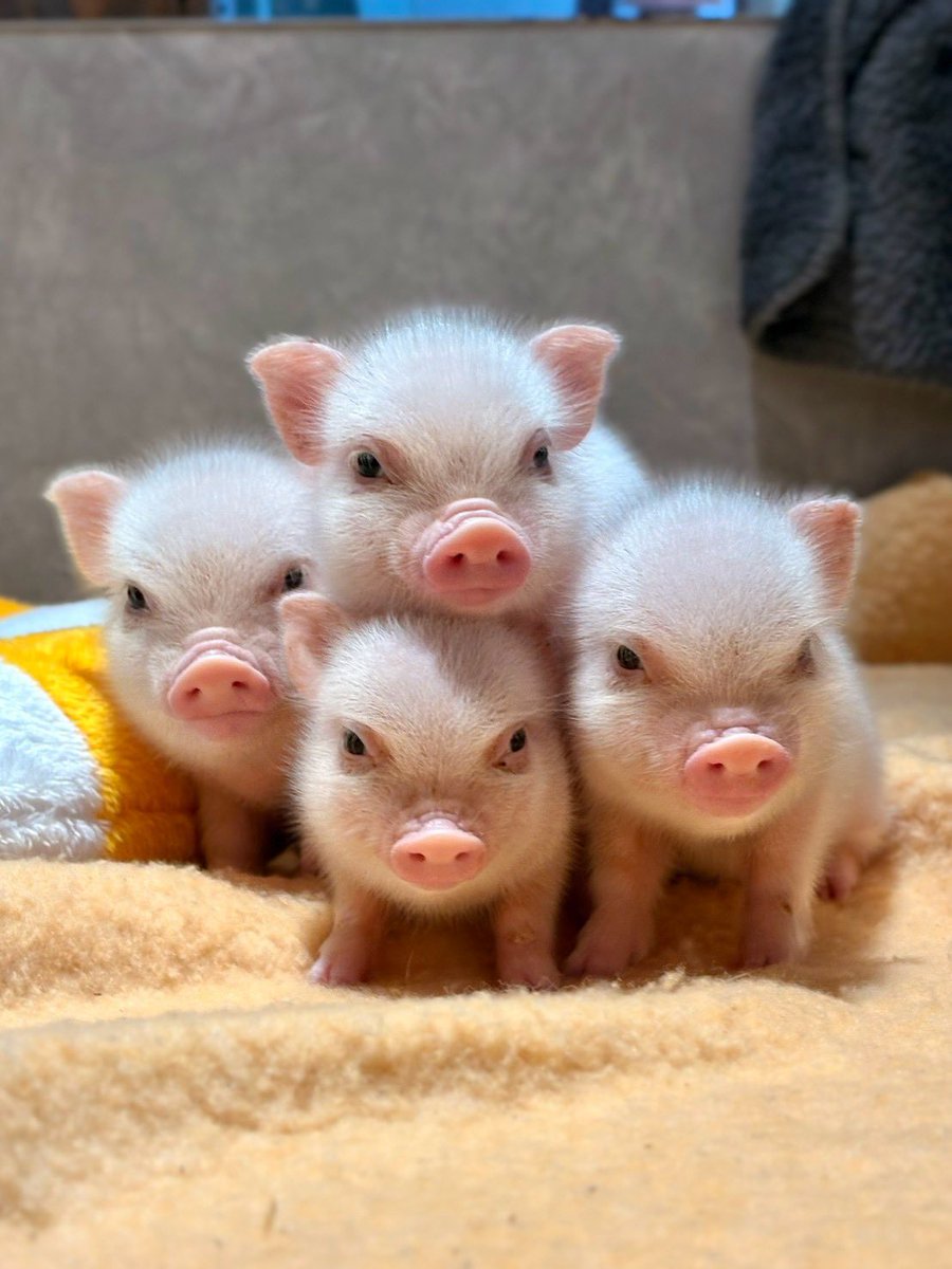 pignic_cafe's tweet photo. これから必殺技出しそうな顔しています🐷 https://t.co/9cX1HWDbza